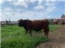 REGISTERED RED ANGUS BULLS, for Sale