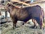 6 PUREBRED LIMOUSIN BULLS, for Sale