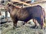 6 PUREBRED LIMOUSIN BULLS, for Sale