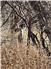 Arizona Farm Lot and Land Auction for Sale