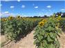 Arizona Farm Lot and Land Auction for Sale