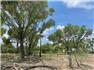 Arizona Farm Lot and Land Auction for Sale