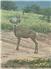 Arizona Farm Lot and Land Auction for Sale