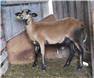Barbados Blackbelly Ram Lambs for Sale