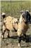Tiger Dapple Boer Billy for Sale