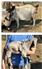 Tiger Dapple Boer Billy for Sale