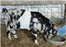 Tiger Dapple Boer Billy for Sale