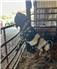 Tiger Dapple Boer Billy for Sale