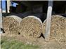 CORN STALK ROUND BALES for Sale