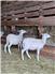 Purebred St Croi...