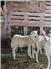 Purebred St Croix Hair Sheep Lambs for Sale