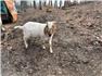 Goat Boer Buck- 1 Yr Old, 100% ABGA Registered for Sale