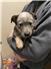 Blue Heeler Puppies for Sale