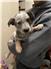 Blue Heeler Puppies for Sale