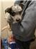 Blue Heeler Puppies for Sale