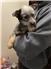 Blue Heeler Puppies for Sale