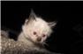 ragdoll kittens for Sale