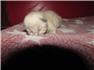 ragdoll kittens for Sale