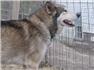 wolf hybrid for Sale