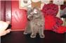 ragdolls for Sale