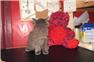 ragdolls for Sale