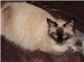 ragdolls for Sale
