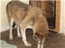WOLF HYBRIDS, for Sale