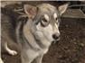 WOLF HYBRIDS, for Sale