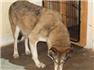 wolves hybrid for Sale