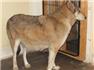 wolves hybrid for Sale