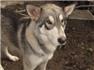 wolves hybrid for Sale