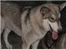 wolves hybrid for Sale