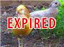 Yellow golden pheasants for Sale