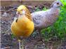 Yellow golden pheasants for Sale