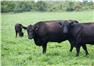 Certified Organic Black Angus for Sale