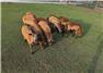 American Blackbelly Ewes and Rams for Sale