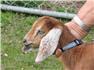 Mini Nubian Goats for Sale