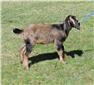 Mini Nubian Goats for Sale