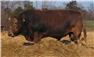 Braunvieh Bulls for Sale