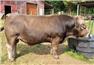 Braunvieh Bulls for Sale