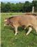Braunvieh Bulls for Sale