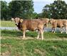Braunvieh Bulls for Sale