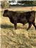 Purebred Galloway Bulls for Sale