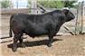 Purebred Galloway Bulls for Sale