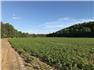 267 Acreage Farm/Lifestyle for Sale