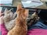 Bengal kittens for Sale