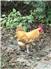 Friendly rooster for Sale