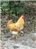 Friendly rooster for Sale