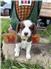 Red Tri Australian Shepherds for Sale