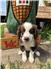 Red Tri Australian Shepherds for Sale